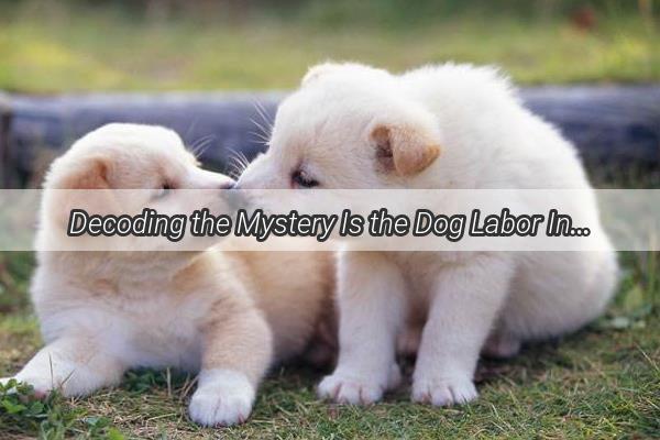 Decoding the Mystery Is the Dog Labor Injection Given Subcutaneously